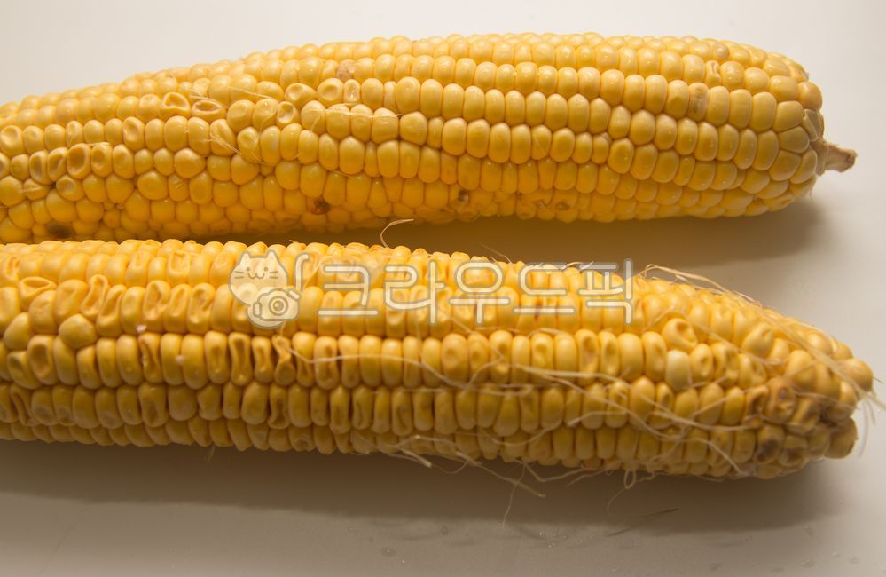 농사,농산물,옥수수,corn,maize,초당옥수수