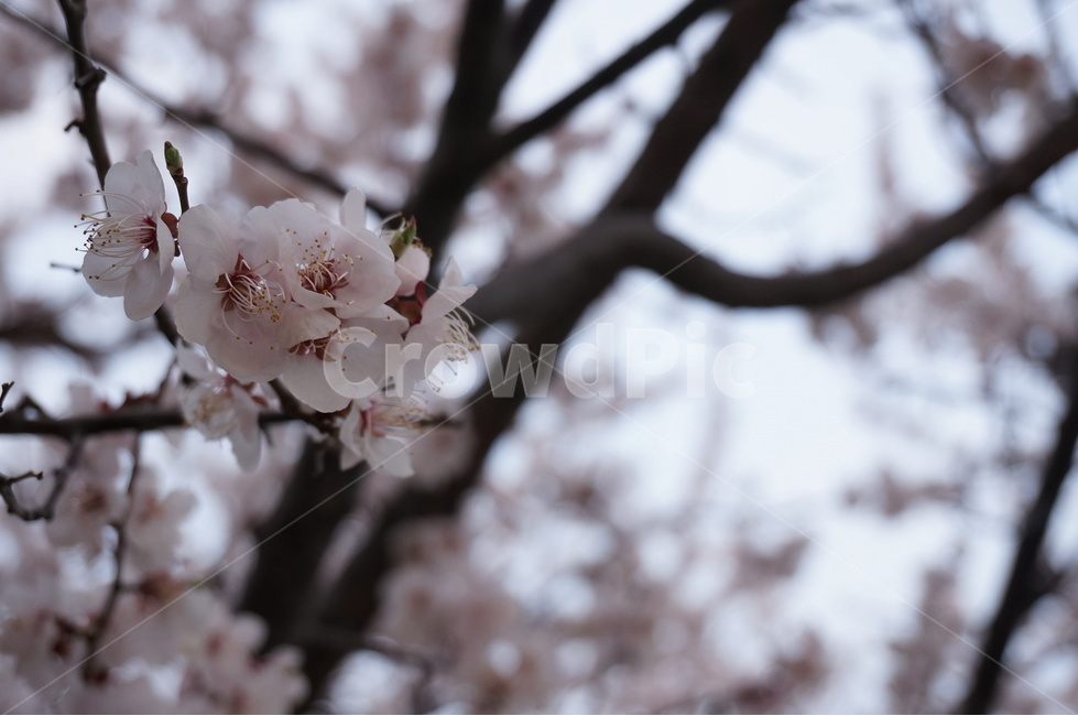 벚꽃,벚꽃나무,벚꽃잎,봄꽃,벚나무,봄,계절,spring,season,식물,자연,plants,nature,꽃,flower,plant,blossom