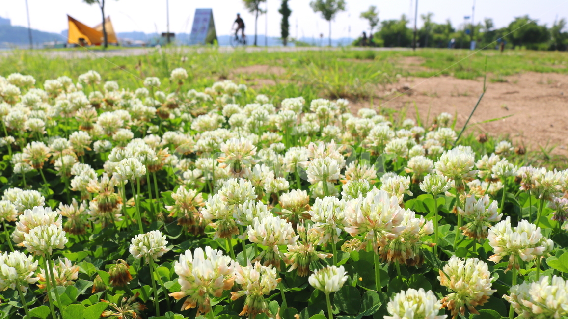 토끼풀,토끼풀꽃,꽃,크로버,식물,들꽃,야생화,자연,풀,자연,풍경,nature,landscape,plant