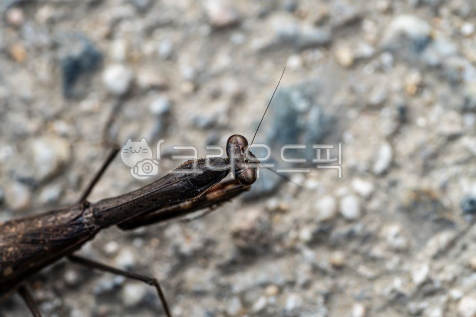 bugs,black mantis,bug,nature,insect,praying,mantis