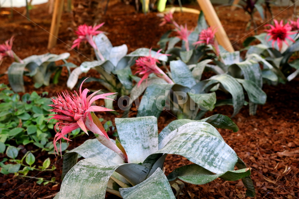 꽃,얼룩애크메아,파인애플과,식물,열대식물,자연,식물원,식물,자연,plants,nature,꽃,flower