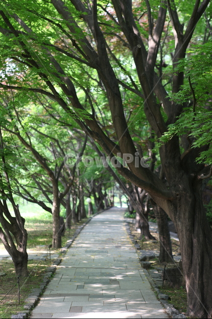 나무,단풍,길,가로수,여름,싱그러움,녹색,자연,풍경,nature,landscape,outdoors,옥외,garden,정원,arbour,정자