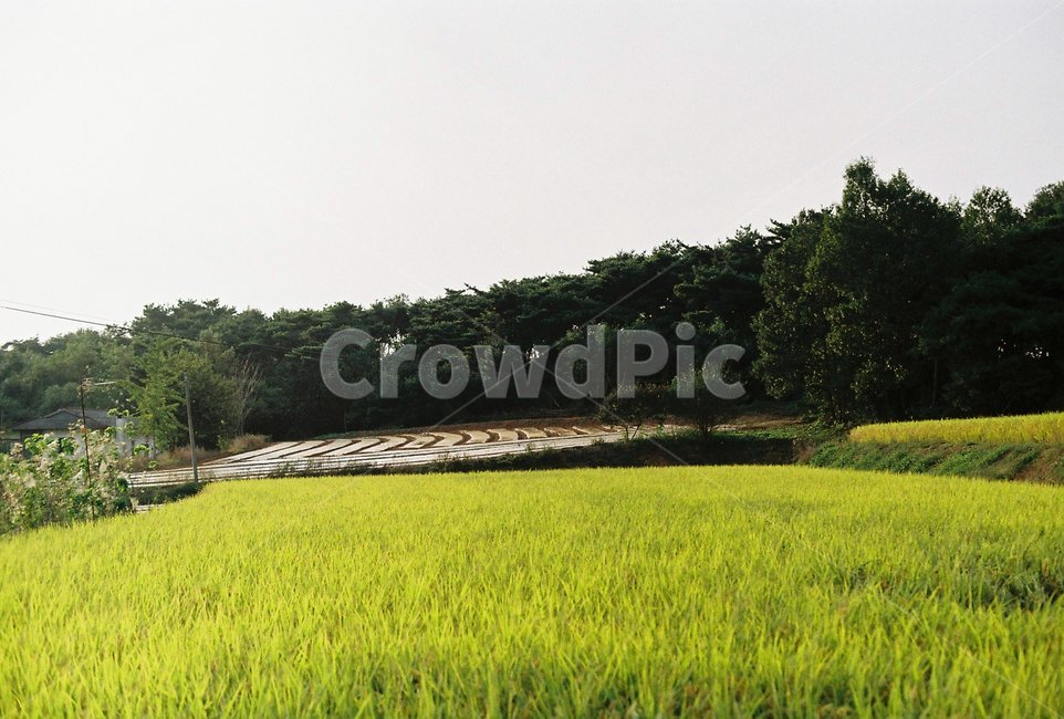 시골,논,자연,필름,벼,자연,풍경,nature,landscape,grassland,목초지,outdoors,옥외,field,들,paddy field,패디 필드