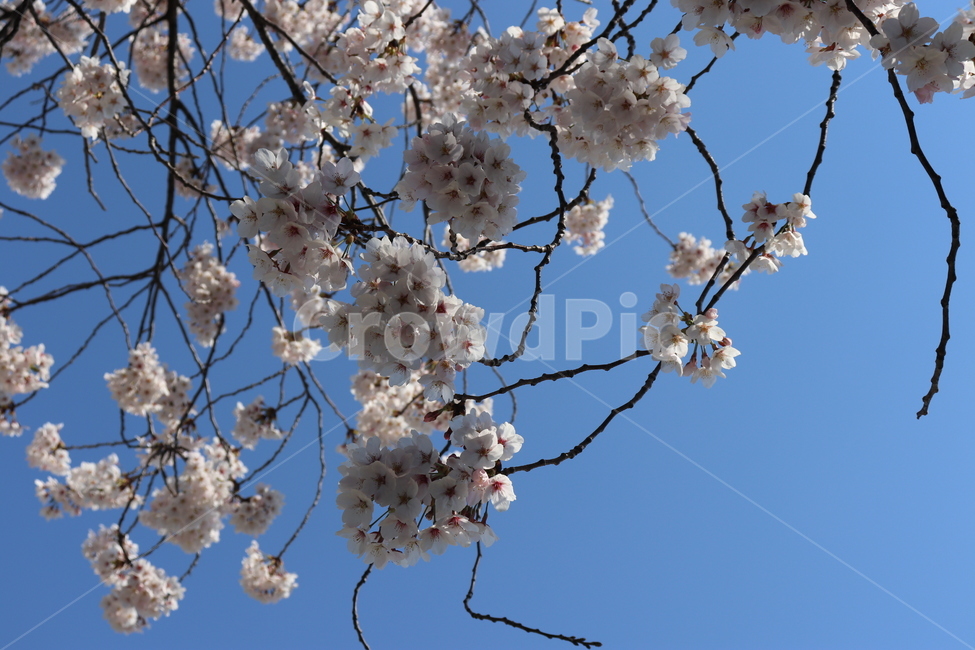 blossom,벚꽃,봄,하늘,벚꽃나무,flower,꽃