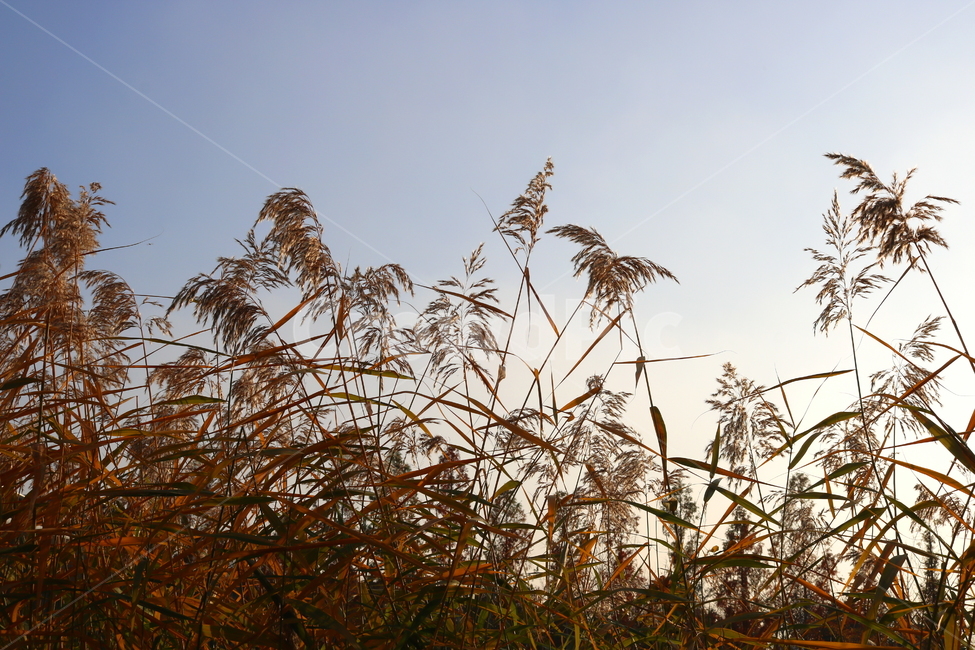 갈대,풀,가을,자연,태양,하늘,벼과,벼과식물,식물,가을,계절,fall,autumn,season,식물,자연,plants,nature,grass,잔디,plant,lawn,reed