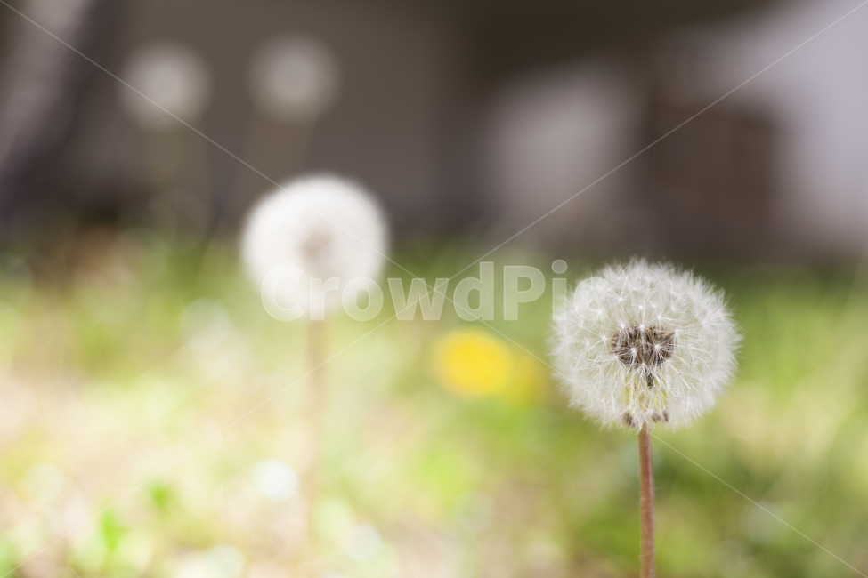 민들레,민들레홀씨,인내,척박,거친바닥,흙바닥,식물,자연,plants,nature,꽃,flower