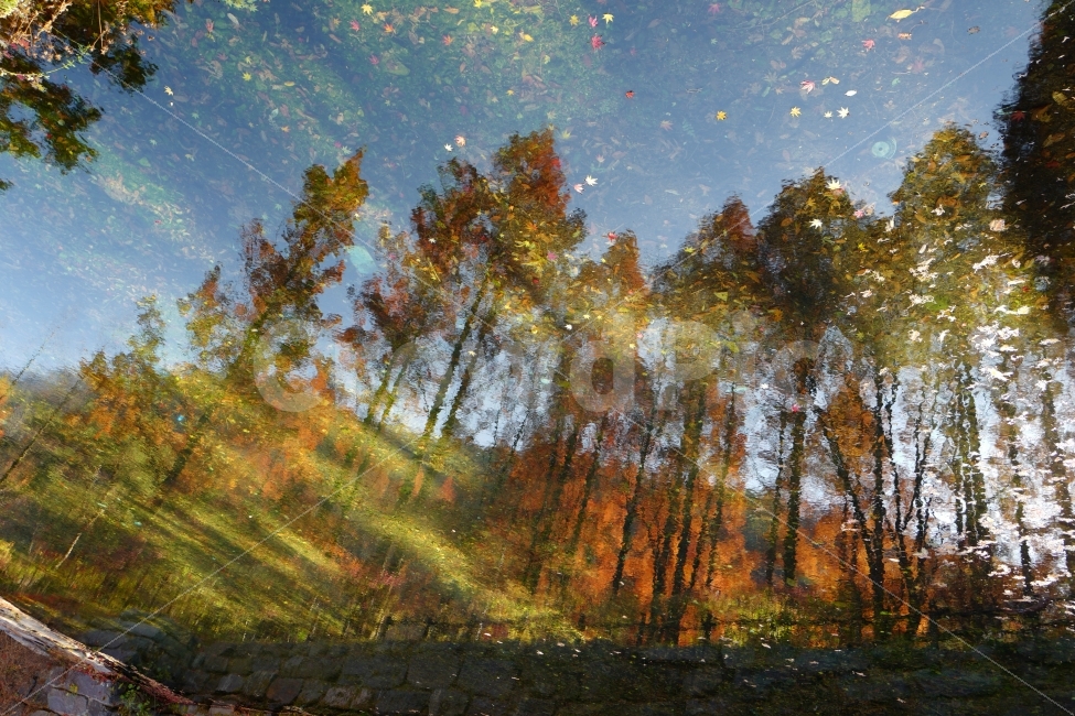 반영,그림자,가을,단풍,나무,스케치,가을,계절,fall,autumn,season,자연,풍경,nature,landscape,감성,sensible,feeling,plant,식물,tree