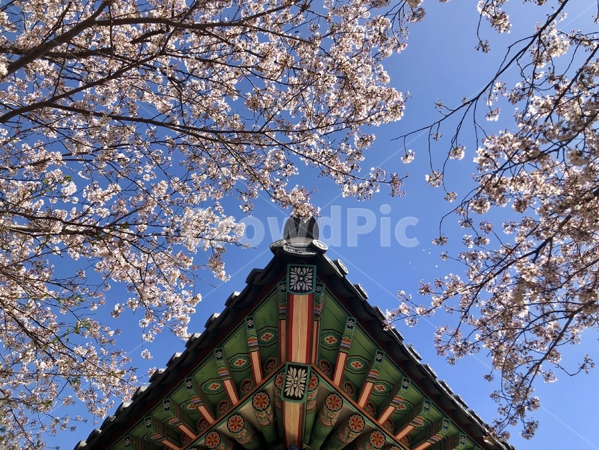 벚꽃,꽃,한옥,축제,하늘,봄,계절,spring,season,plant,식물,blossom,cherry blossom,flower