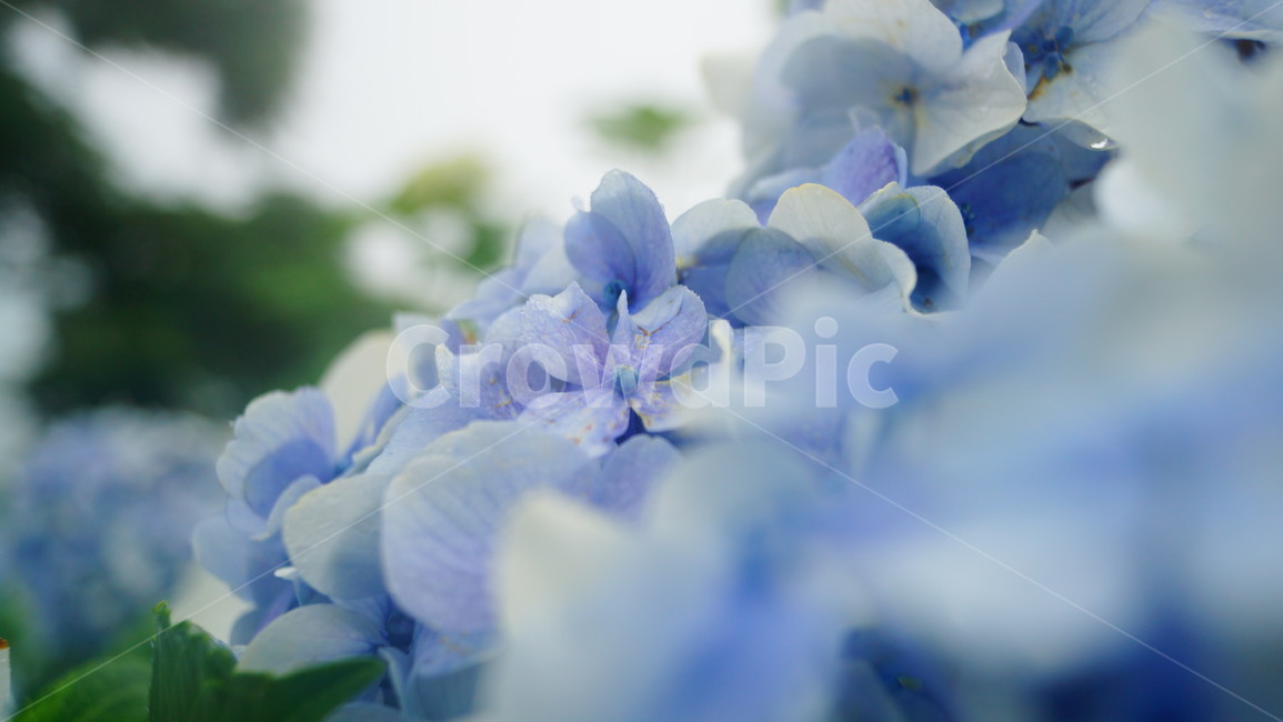 수국,여름,안개비,휴양지,파란나비,식물,자연,plants,nature,꽃,flower