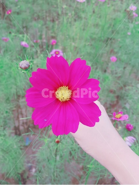 꽃,flower,코스모스,cosmos,가을,fall
