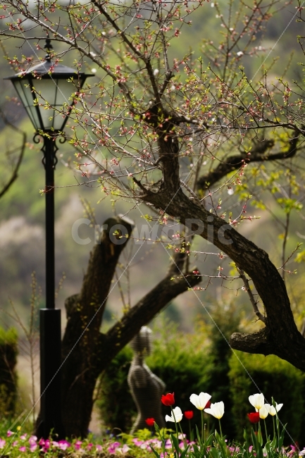 봄,정원,튤립,매화,가로등,식물,자연,plants,nature,봄,계절,spring,season,꽃,flower