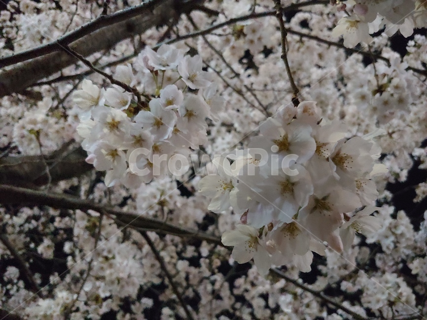 벚꽃,밤,봄,꽃,하얀,저녁,벚꽃나무,봄,계절,spring,season,plant,식물,blossom,cherry blossom,flower