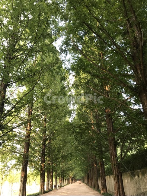 메타세콰이어,메타세콰이어길,가로수,대칭,나무,담양,자연