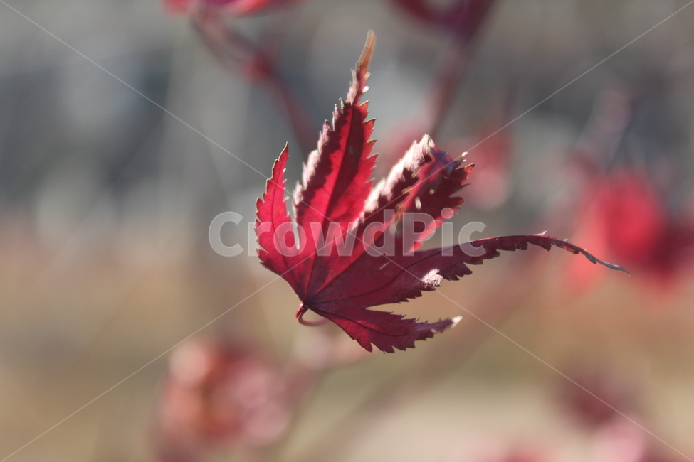 plant,식물,leaf,잎,tree