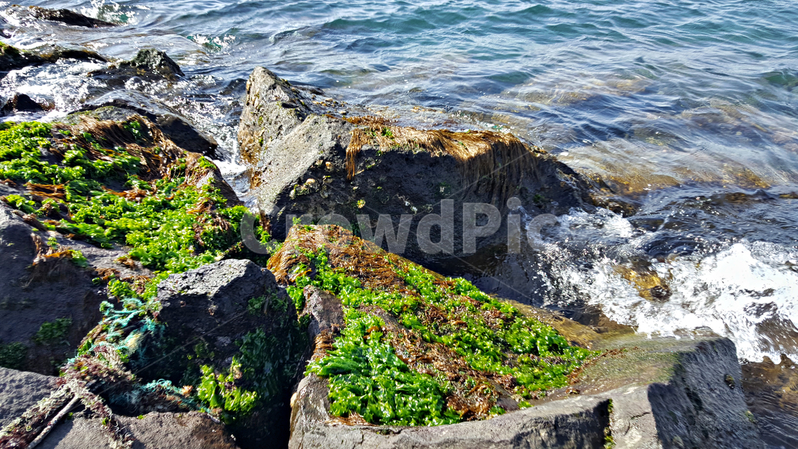 파래,plant,식물,algae,조류,바다