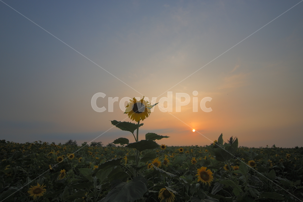 해바라기,식물,석양,일몰,sunflower,botanical,sunset,여름,계절,summer,season,가을,fall,autumn,식물,자연,plants,nature,꽃,flower,plant,blossom