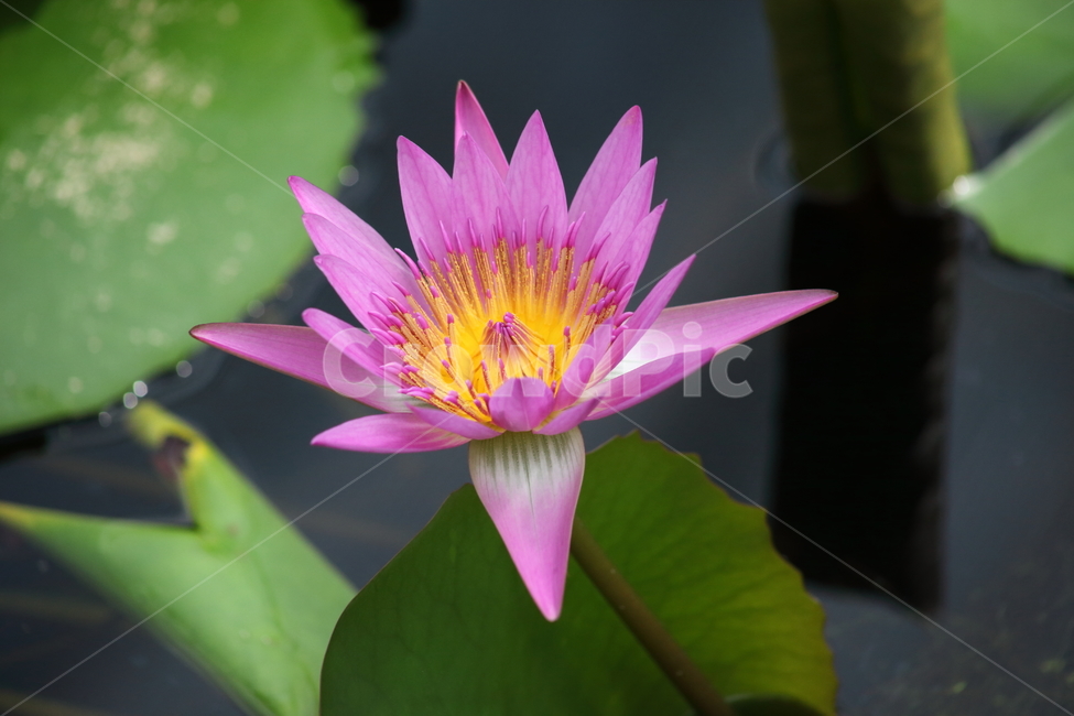 수련,꽃,수련꽃,연,waterlily