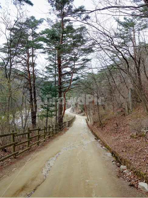 노송,계곡,산책길,숲길,소나무,오솔길