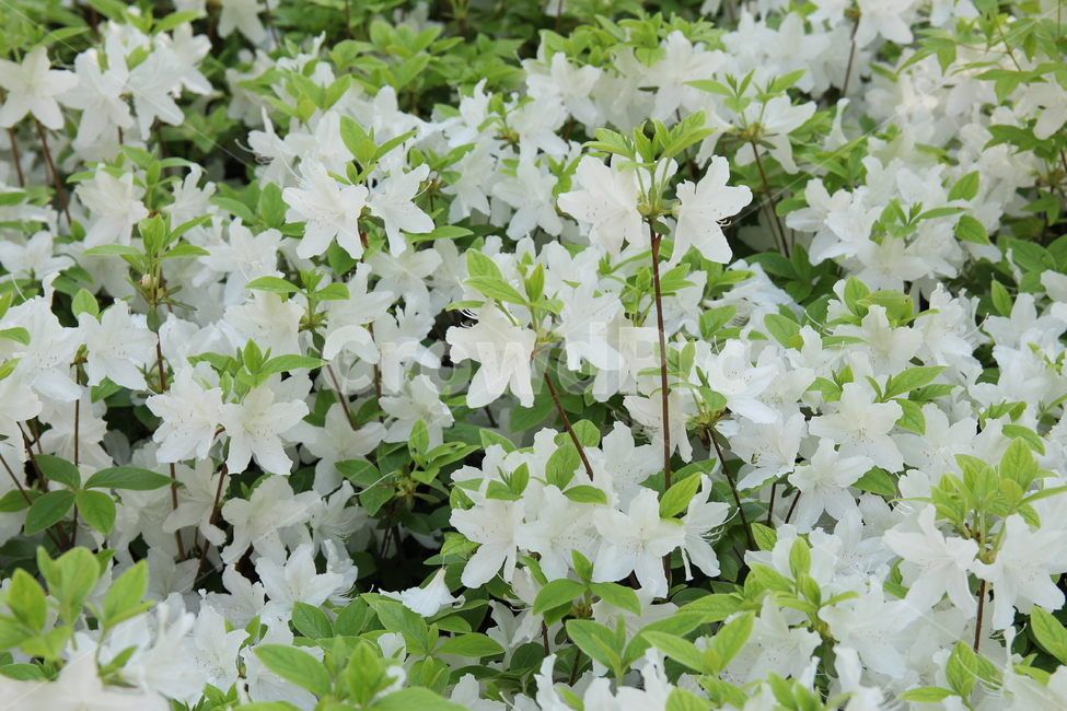 꽃,식물,생명력,flower,싱그러움