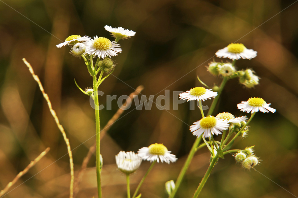 개망초,계란꽃,야생화,꽃,식물,가을,계절,두해살이풀,식물,자연,plants,nature,꽃,flower