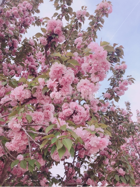 봄,벚꽃,겹벚꽃,분홍꽃,꽃,꽃놀이,봄,계절,spring,season,plant,식물,flower,blossom