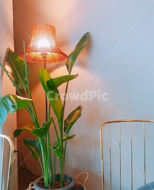 식물,화분,카페,여인초,인테리어,스탠드,등,플렌테리어,plant,stand,조명