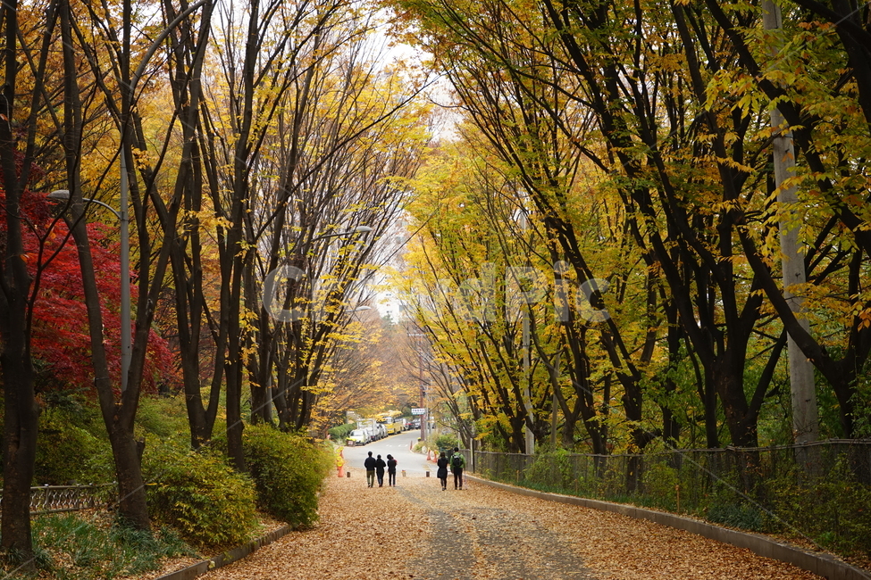 안산,자락길,가을,자연,낙엽,고엽,산책,forest,woods,nature,fallenleaves,sentiment,solitary,friend,힐링,휴식,시원함,고요함,healing,relaxation,cool,calm,느낌,감성,가을풍경,산책길,숲터널,가을,계절,fall,autumn,season,자연,풍경,nature,landscape,tree,나무,plant,식물