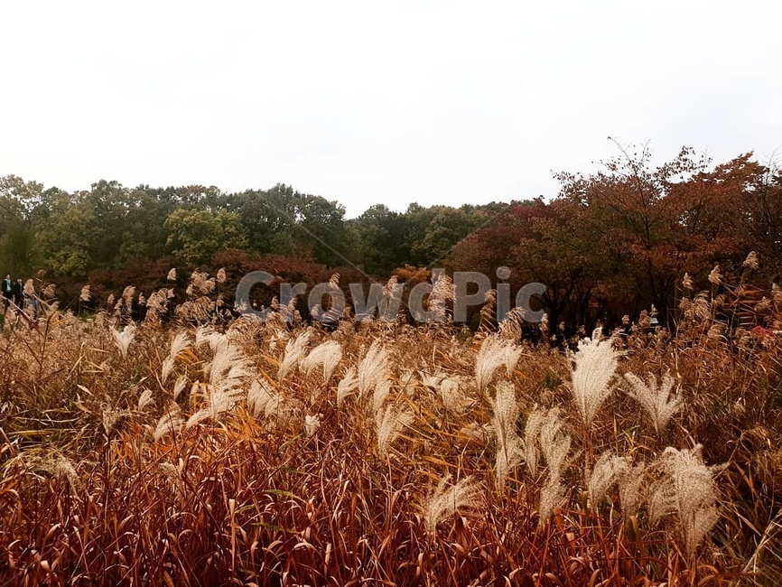 가을,단풍,갈대,잔디,자연,풍경,억새,가을,계절,fall,autumn,season,자연,풍경,nature,landscape,grass,plant,식물,lawn,reed