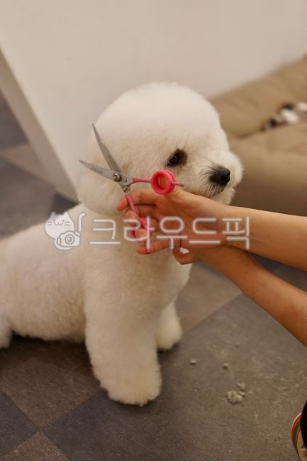 flower decoration,puppy,dog grooming,Scissors,scissors cut,dog grooming salon