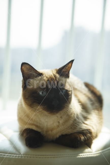 고양이,샴,햇살,햇볕,애완,반려,반려동물,고양이키우기,샴고양이,고양이사진,배경화면,바탕화면,동물,animal,포유류,mammal,고양이,cat,kitten,kitty