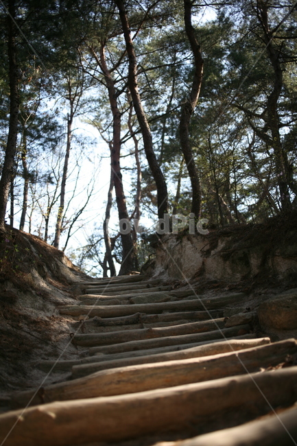 소나무,나무,tree,계단,산,mountain,plant,식물