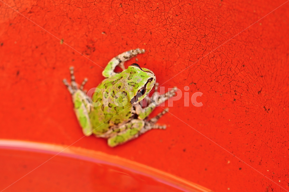 개구리,자연,양서류,참개구리,무당개구리,동물,animal,파충류,양서류,reptile,amphibian