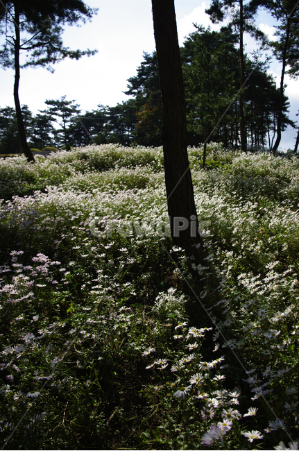 나무,숲,구절초,꽃,풍경,식물,flower,plant