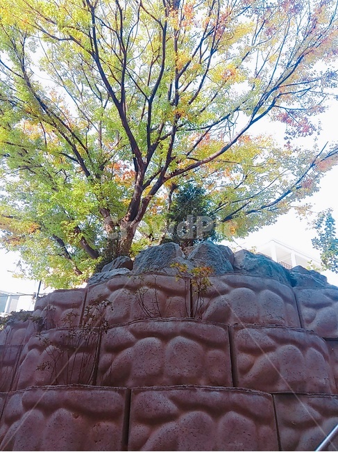 옥외,outdoors,나무,초가을,풍경