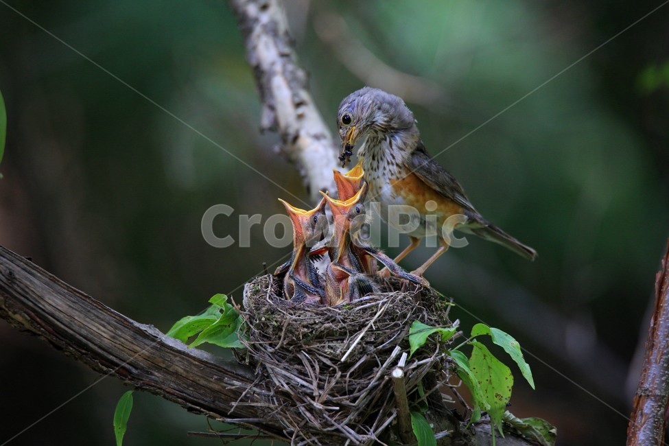 조류,감성,모정,가족,사랑,동물,animal,조류,새,birds