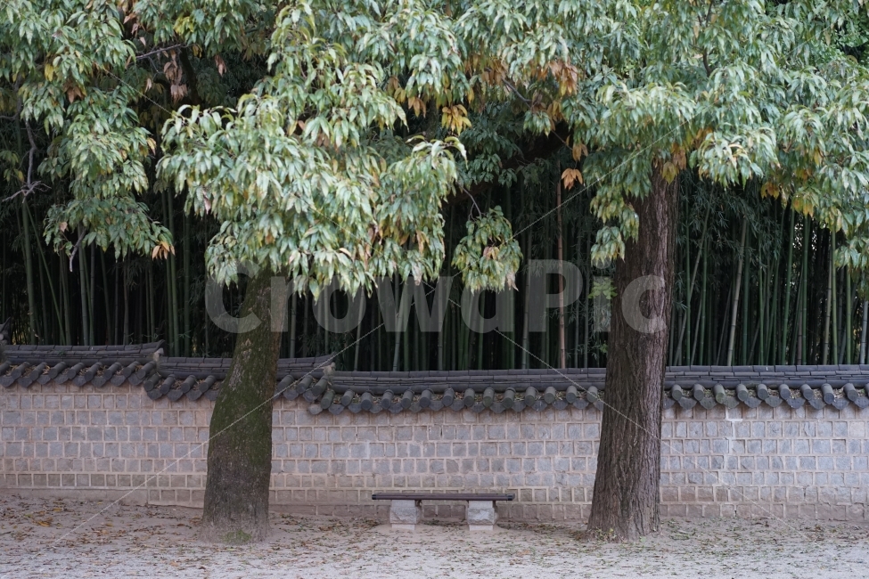 대나무숲,대나무,초록색,돌담,자연풍경,한옥,나무,한국전통,한국문화,korean traditional,korean culture,식물,자연,plants,nature,나무,trees,wood