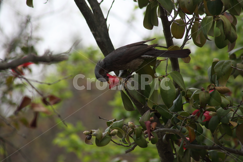 동백,직박구리,새,조류,brownearedbulbul,참새목,식물,자연,plants,nature,꽃,flower,동물,animal,조류,새,birds