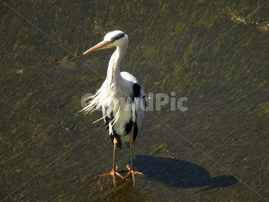 왜가리,조류,새,동물,부리,날개,동물,animal,조류,새,birds