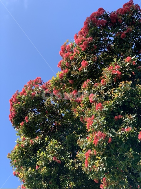 plant,식물,tree,나무,flower,꽃,자연,nature