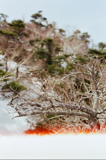 한라산,필름카메라,나무,산,감성,자연,필카