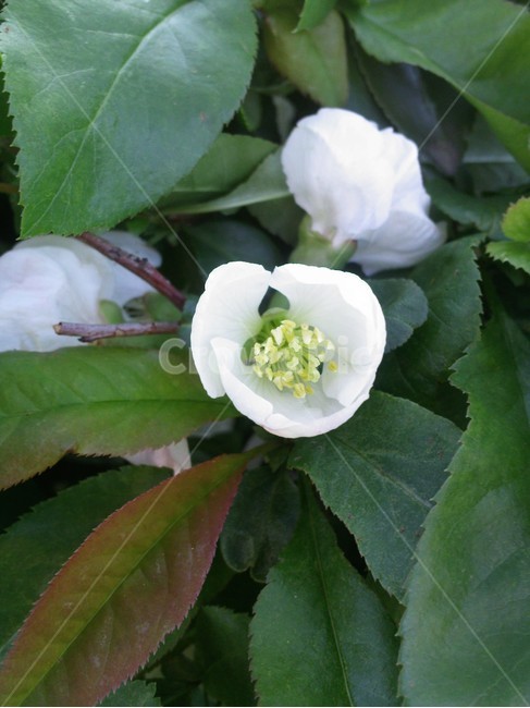 plant,식물,흰꽃,꽃,flower,식물,자연,plants,nature,꽃,flower