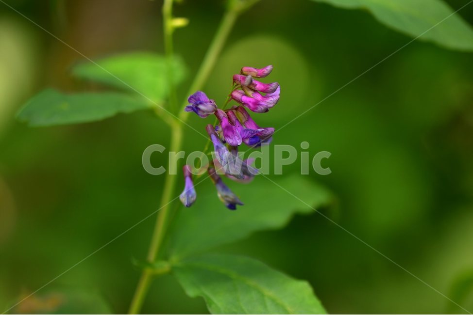 나비나물,야생화,꽃,식물,자연,생태,플라워,flower,plants,nature,식물,자연,plants,nature,꽃,flower