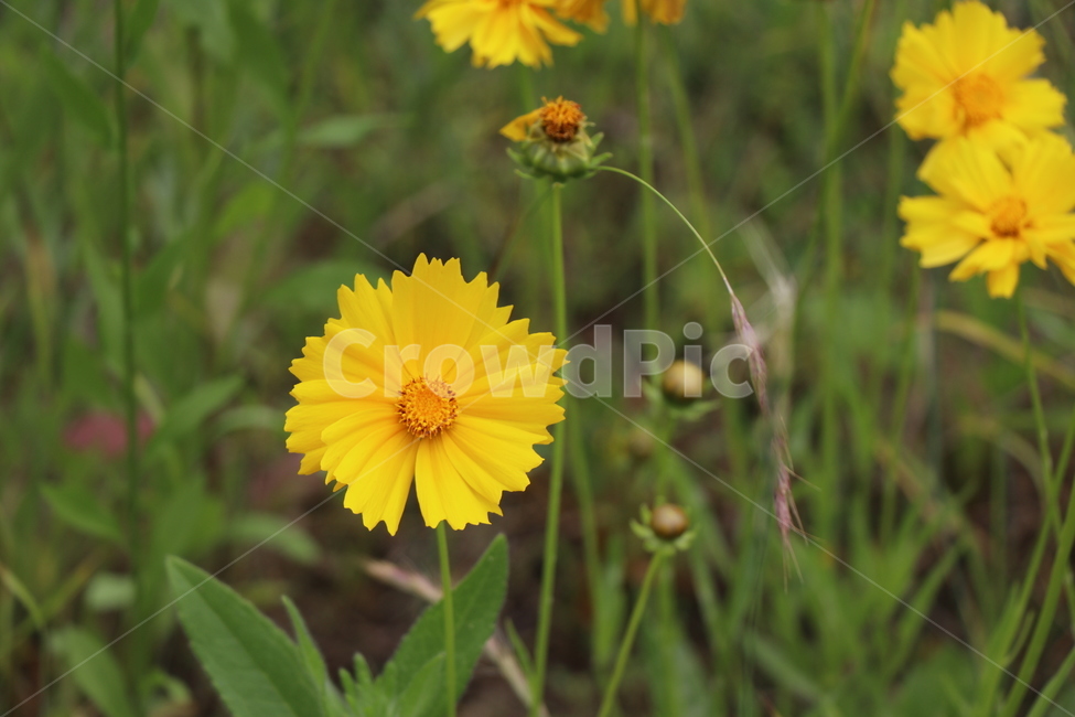 봄,꽃,봄꽃,야생화,금계국,봄,계절,spring,season,식물,자연,plants,nature,꽃,flower,plant