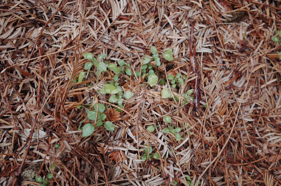 leaf,잎,plant,식물,tree,나무,ground,바닥,낙엽,새싹,green,bud