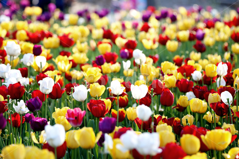 감성사진,튤립,꽃,봄,어버이날,republicofkorea,식물,자연,plantsnatureflower,감성,sensiblefeeling,색깔,색상,색채,색감,봄나들이,flower,landscape,colorsensitivity,빛,봄,계절,spring,season,식물,자연,plants,nature,꽃,flower,plant,blossom