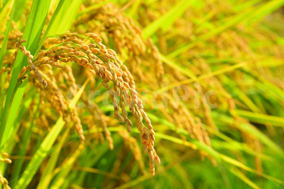 벼,쌀,논농사,풍년,가을,들녘,들판,시즌,계,한국적,풍경,leaf,season,시안,디자인,디자이너,출판,편집,책자,서적,사보,카다로그,콘텐츠,리플렛,브로셔,컨셉,콘셉,컨셉트,모바일,팝업,전단,광고,sns,ebook,웹,마케팅,마켓팅,9월,10월,plants,korean,식물,음식,배경,바탕,백그라운드,background,홈쇼핑,시골,농촌,야외,마트,농산물,양식,탄수화물,밥,주식,식량,곡식,알곡,황금빛,금빛,그린,노랑색,골든,golden,우리것,이삭,식물,자연,plants,nature,곡류,곡식,cereals,산업,industry,industrial,농업,농사,agriculture,farming,farming industry