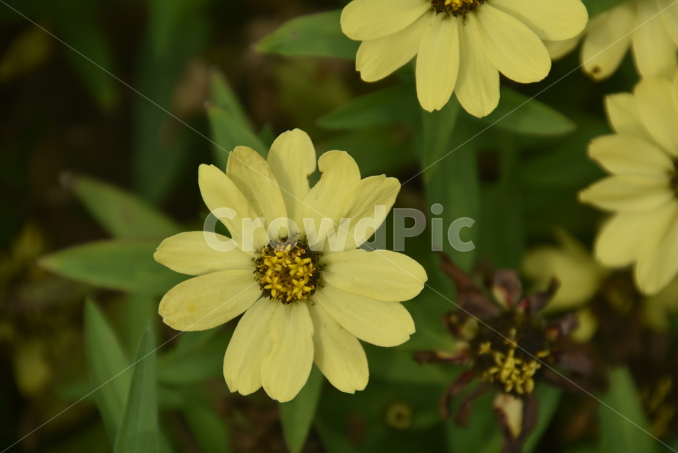 식물,꽃,데이지,수목원,plant,식물,자연,plants,nature,꽃,flower