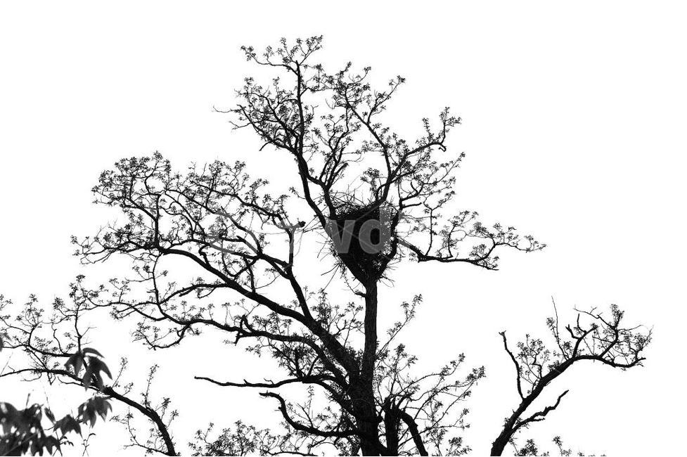 나무,까치집,magpiehouse,자연,nature,식물,자연,plants,nature,나무,trees,wood,흑백,모노톤,monochrome,black and white
