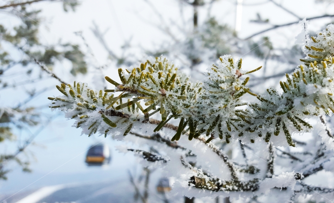눈,눈꽃,곤돌라,스키장,나무,겨울,겨울,계절,winter,season,식물,자연,plants,nature