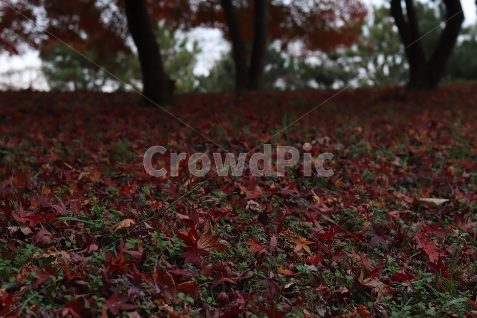 가을,낙엽,단풍,단풍잎,늦가을,잎,공원,식물,나무,붉은,빨간,잎사귀,autumn,background,beautiful,beauty,bloom,bright,color,colorful,flora,floral,fresh,garden,green,landscape,maple,mapleleaves,natural,nature,outdoor,red,season,leaf,plant,ground,tree,쓸쓸함